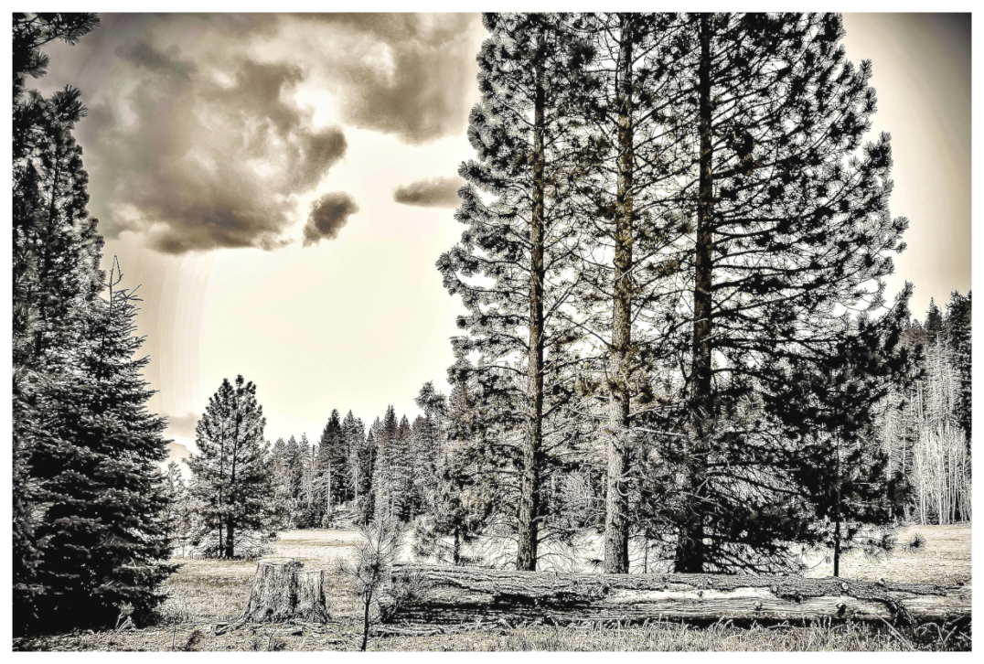 Main image Sequoia in Sepia