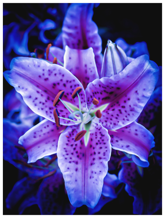 Main image Neon Purple