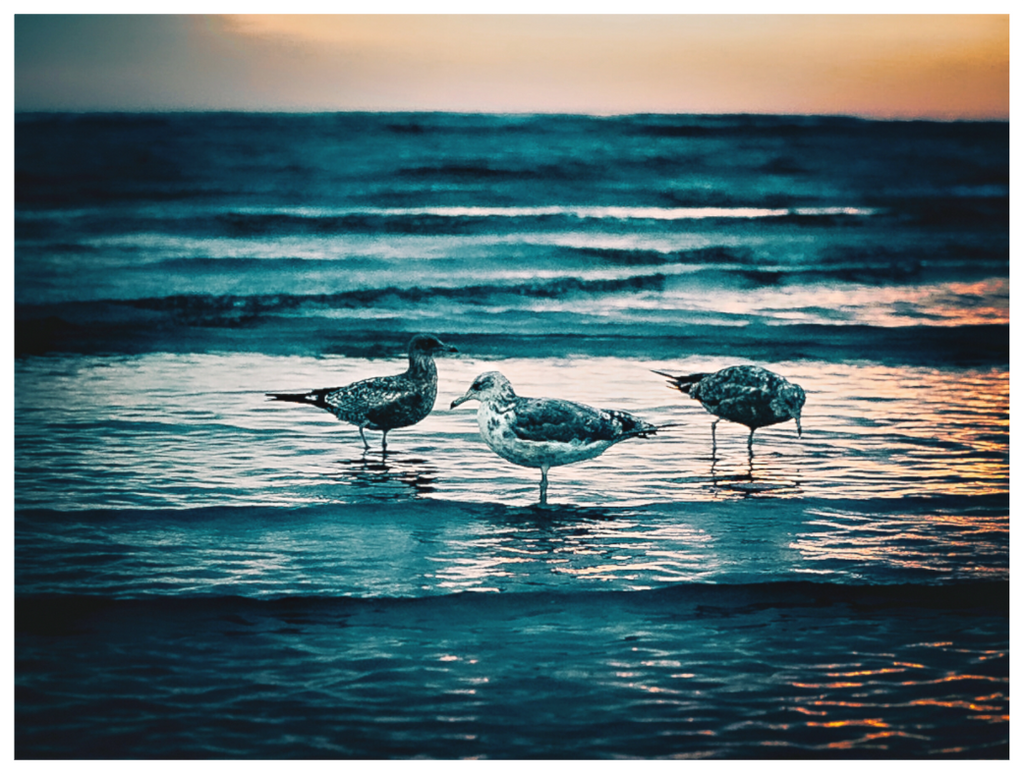 Main image Moonlight Surf