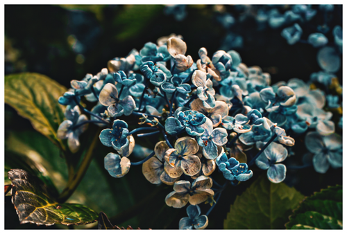 Main image Blue (Runner Up Flowers)