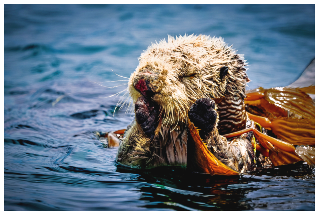 Main image Real Otters of Moro Bay