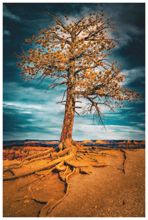 Main image Canyon Roots