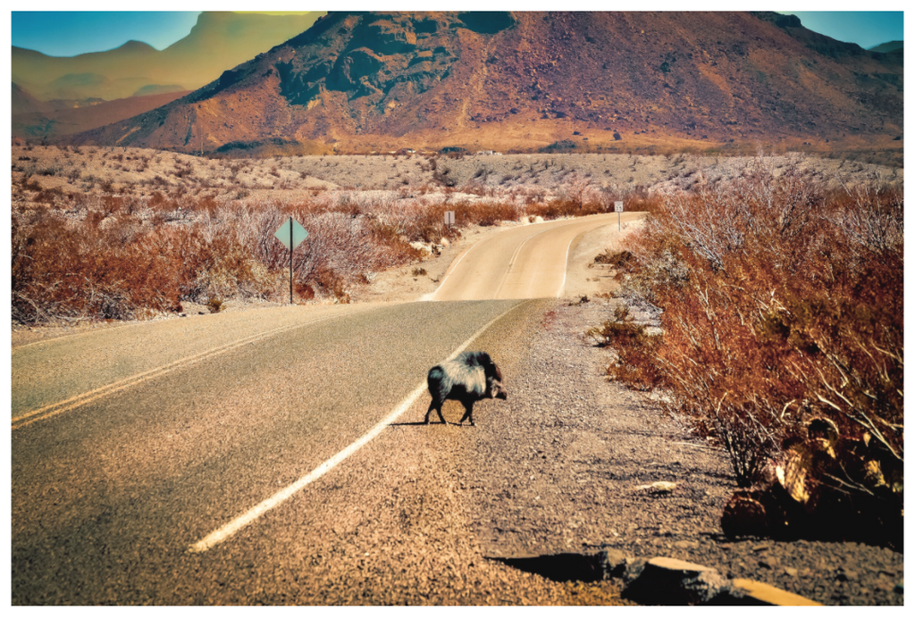 Main image Javelina on a movie set