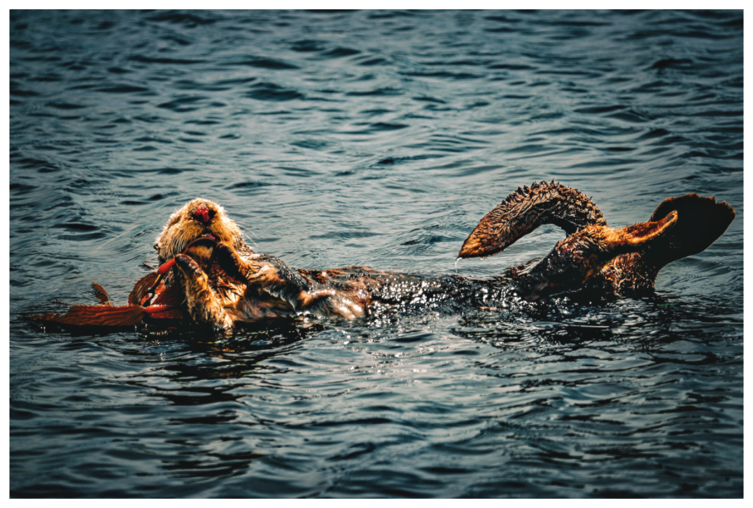 Main image Real Otters of Moro Bay