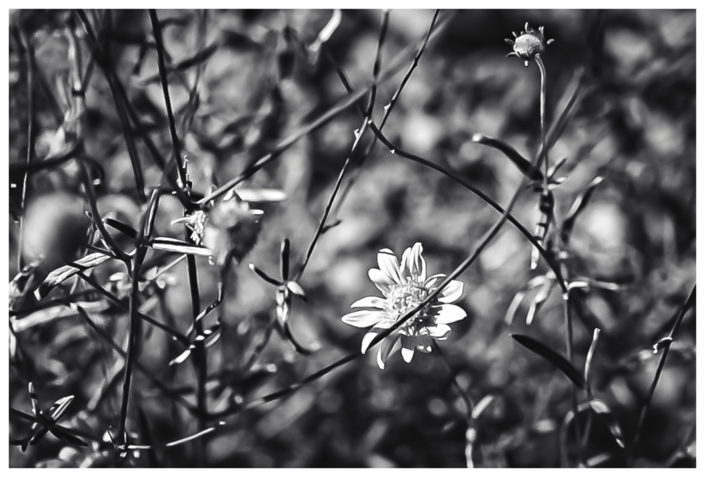 Main image Flower Favorite