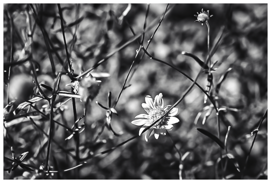 Main image Flower Favorite