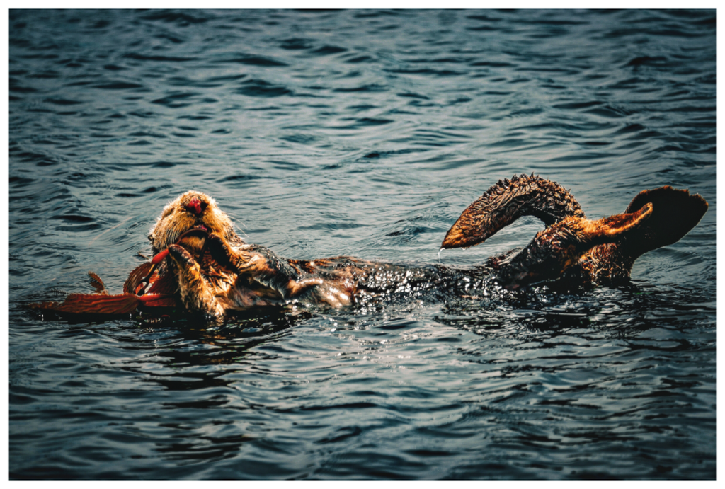 Main image Real Otters of Morro Bay