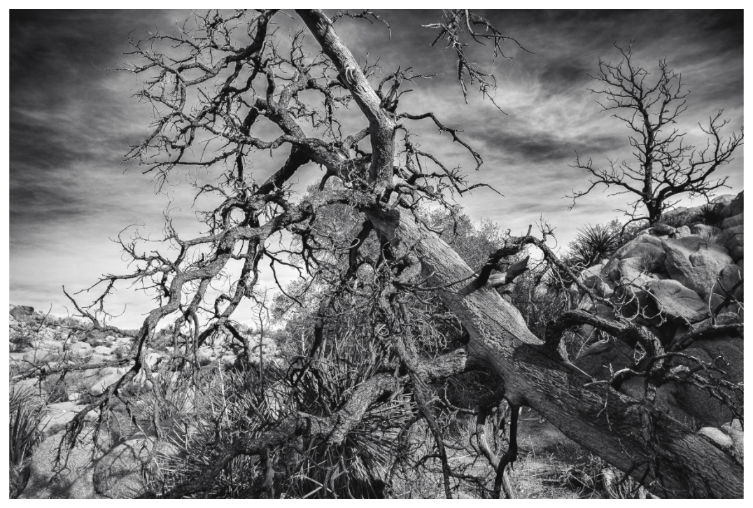 Main image Dramatic Tree Pt. 2