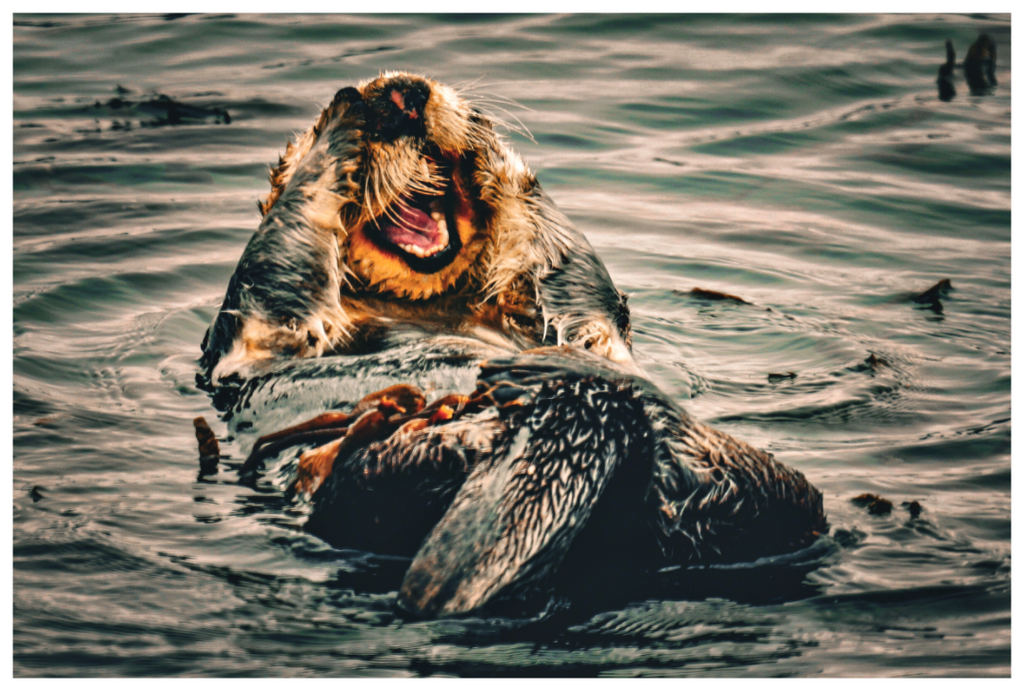 Main image Real Otters of Morro Bay